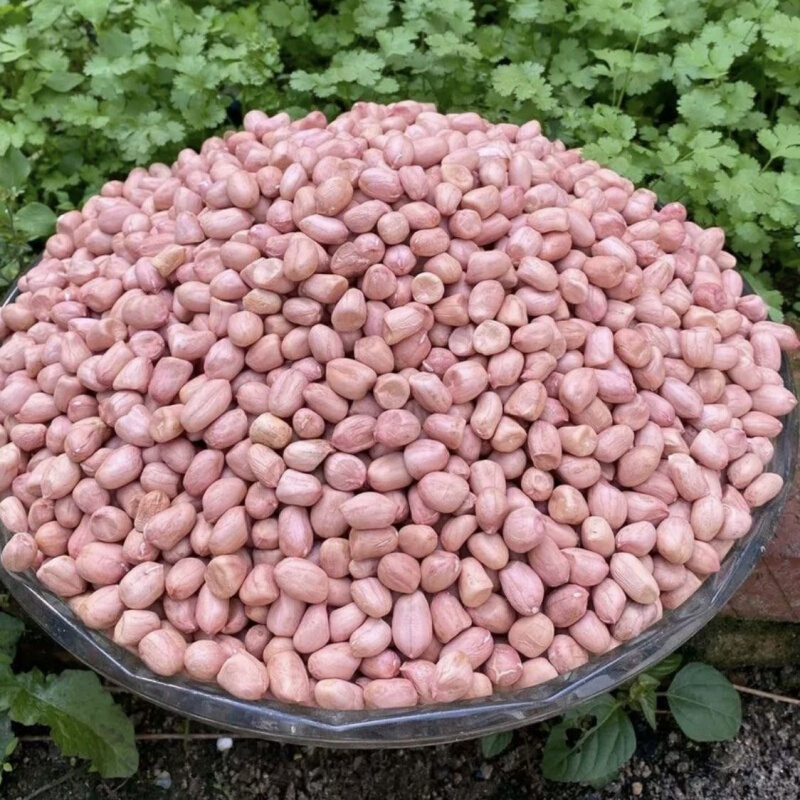 寒宁现剥新货精选无壳白沙花生米粉皮新鲜生花生米批发生250克 精选大