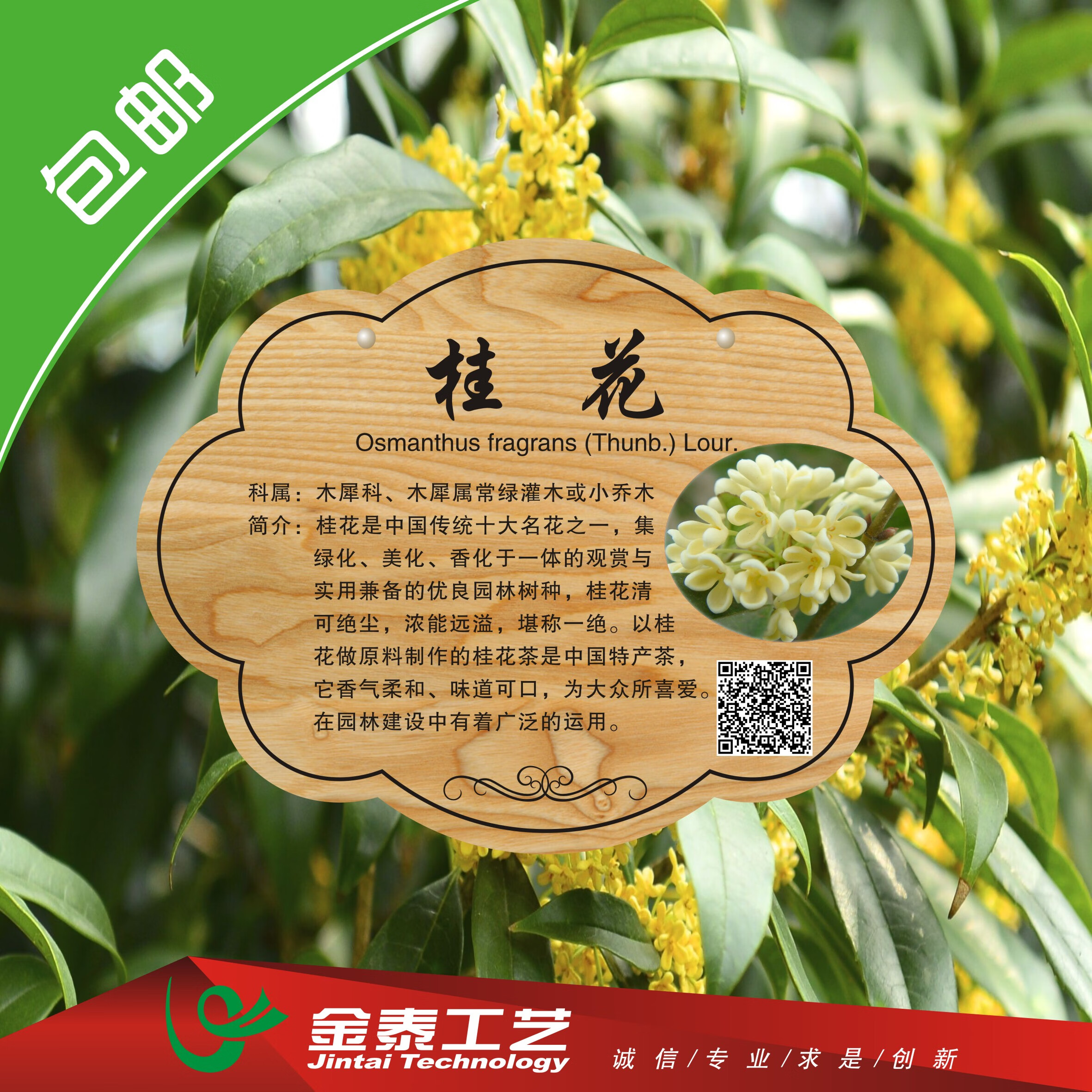 溥畔订制树牌树木标牌亚克力树牌植物花卉牌树木介绍牌插地提示花草牌