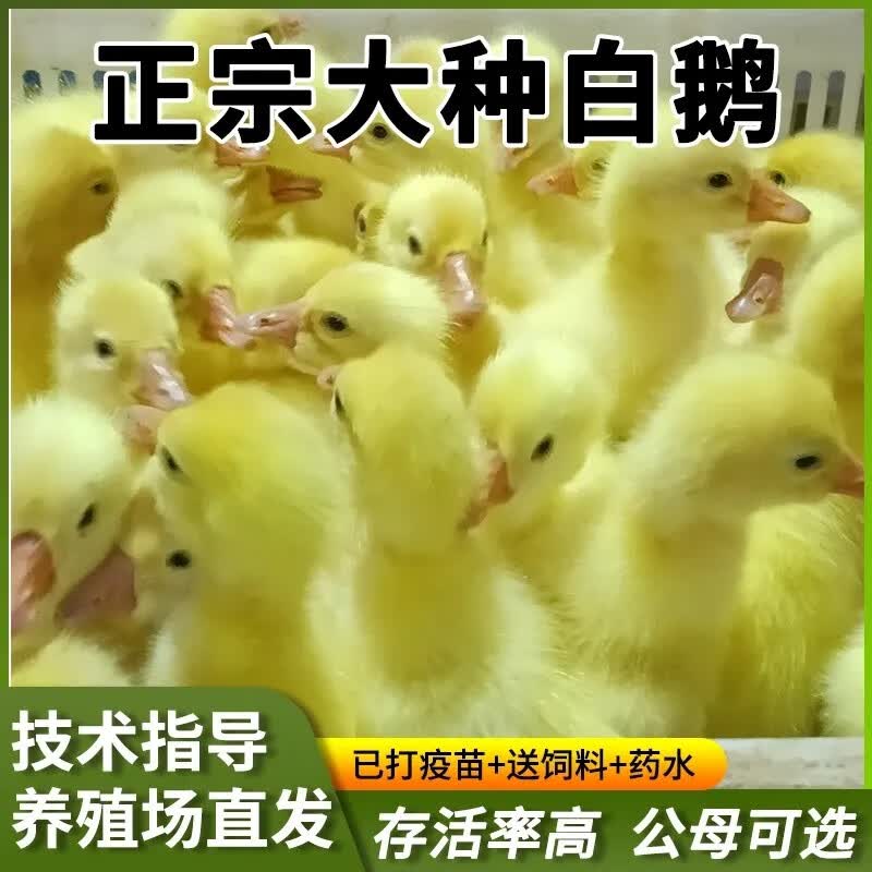 鹅活苗幼苗小鹅仔三花鹅四季鹅产蛋鹅皖西大白鹅杂交鹅活体 狮头鹅苗/长20-25斤 1只价格请拍6只怎么样,好用不?