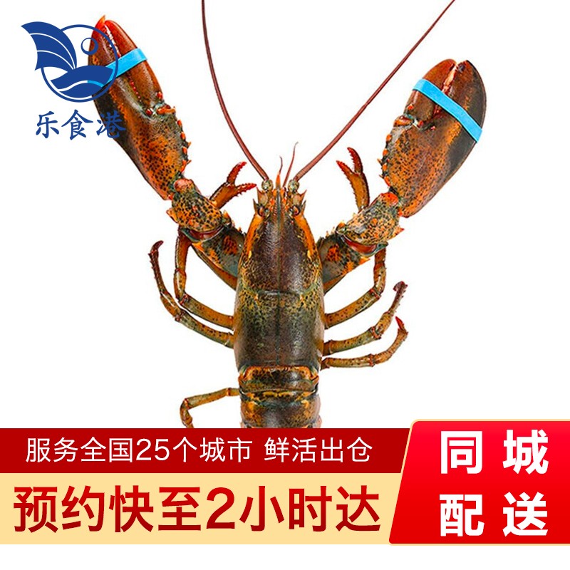 【活鲜】乐食港 鲜活波士顿大龙虾活虾海鲜水产加拿大波龙 450-550g/1只