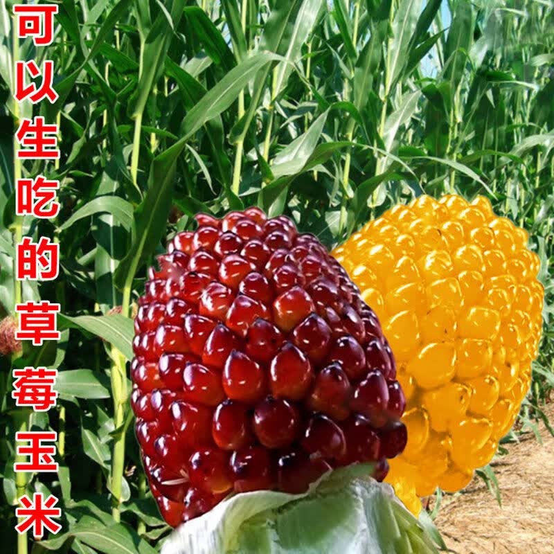 细辛超甜水果菠萝玉米种子甜糯玉米种籽文玩大田四季蔬菜 草莓玉米种子20粒+菠萝玉米20粒属于什么档次？