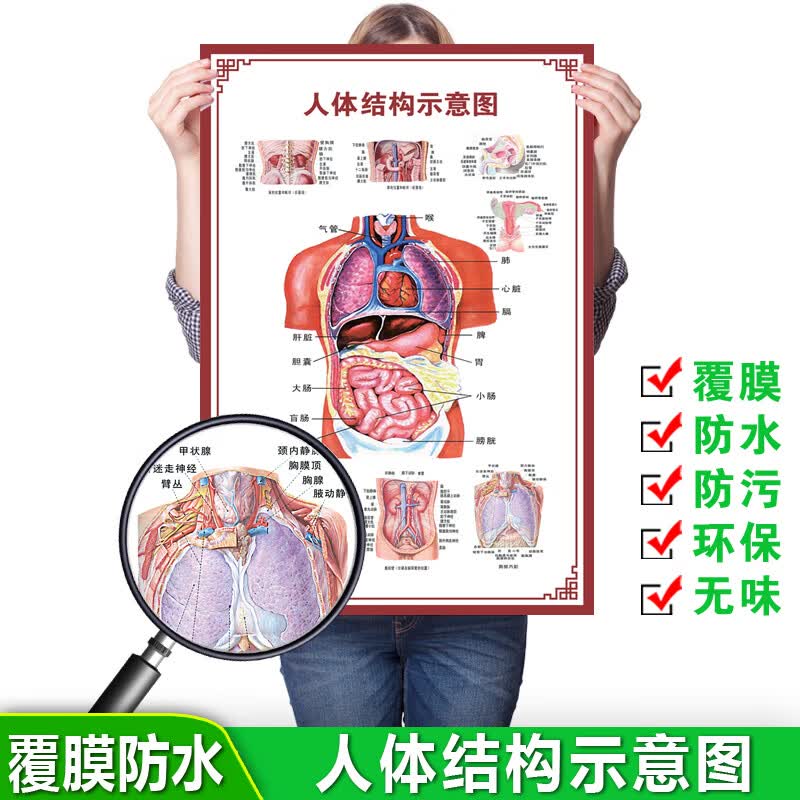 图幻人体内脏解剖系统示意图医学骨骼肌肉器官血管血液结构图医院海报 人体骨骼示意图 120厘米 * 80厘米油画布