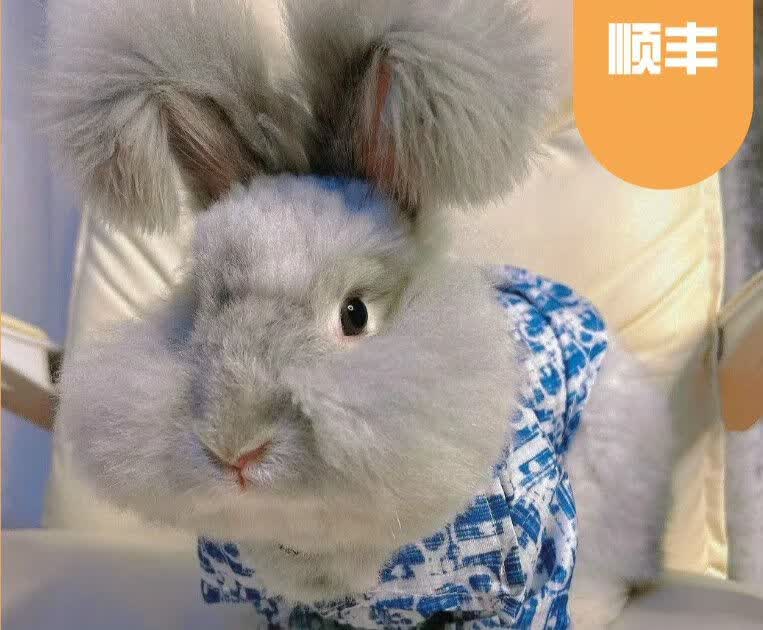 英系安哥拉兔 兔子活物 彩色英系安哥拉兔  宠物兔巨型安哥拉兔