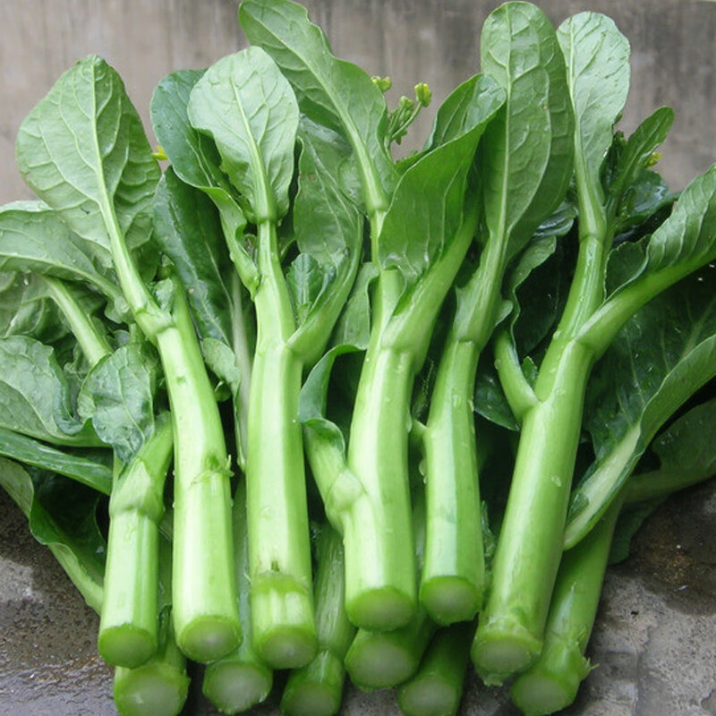 西芝四季菜心四九菜心 菜芯 菜薹 蔬菜种子夏季播种 四季种盆栽菜苔