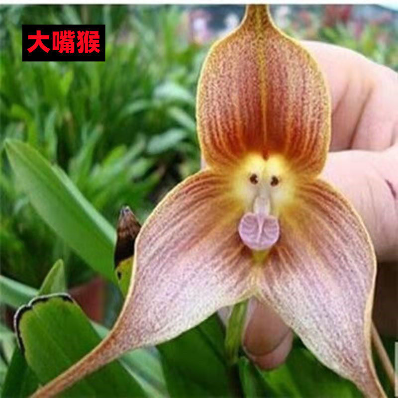 【耐寒植物】猴面球根花四季养殖花卉室内盆栽阳台植物冻不死盆栽 6