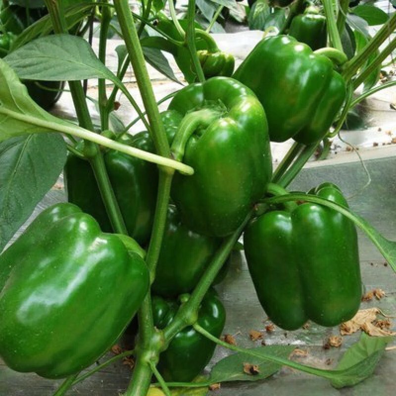 昊兰诺大甜椒种子大椒青椒灯笼椒菜椒辣椒种子 阳台蔬菜种子