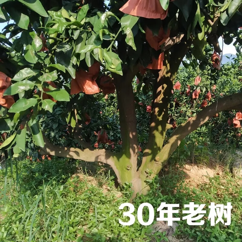 鲸咚亿农 黄金葡萄柚纯甜柚子新鲜水果礼盒孕妇水果年货节礼盒 9斤 家庭装【约8-12个】净重8-8.5斤