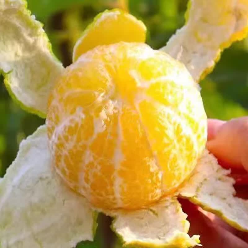 沣御园 广西皇帝柑贡柑   5斤装 果径约50-55mm