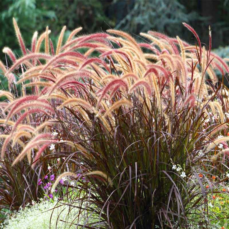 萌蕴(mengyun)护坡观赏紫穗狼尾草种子狗尾巴草种子美观四季易种花卉