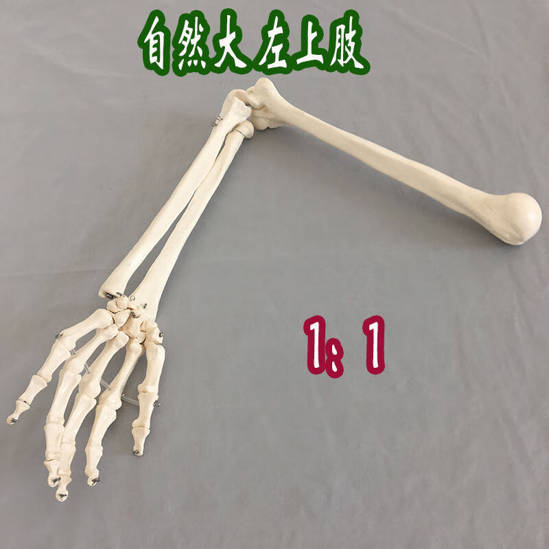 手臂下肢大腿骨脚掌模型人体骨骼厂家直销hxm6 自然大上肢左手臂模型