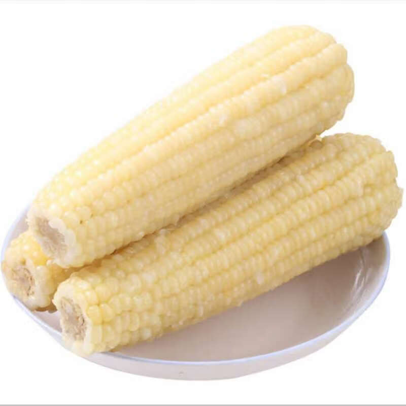 刻凡盛世三诚单根300克-350克 长白山粘糯速冻玉米东北玉米糯玉米棒香