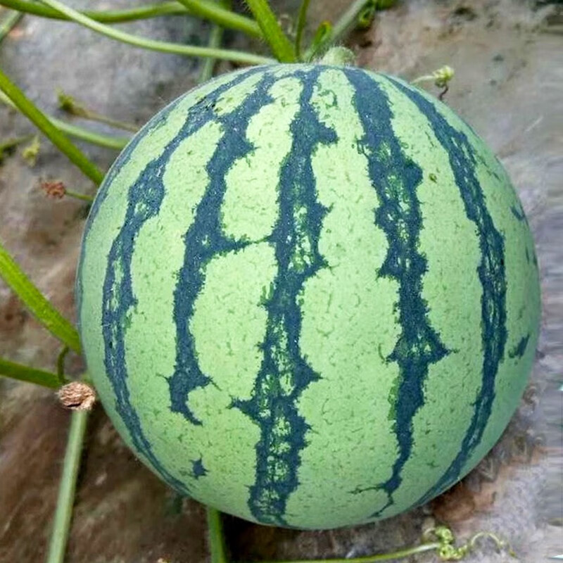 三千苗 8424西瓜种子冰糖麒麟西瓜种籽大全薄皮肉质甜脆四季南方水果