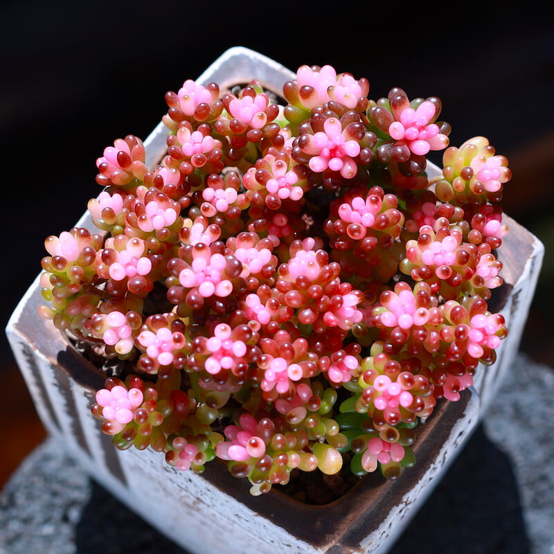 迷你浆果多肉植物彩色浆果盆栽绿植花卉老桩组合室内肉肉植物好养 "