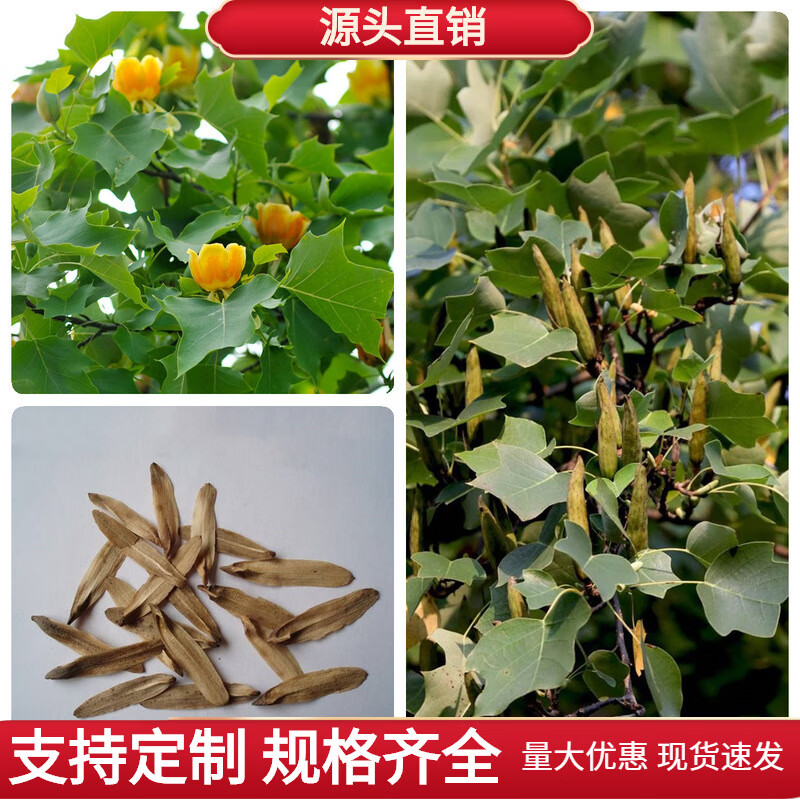 傲霜枝马褂木树种子鹅掌楸树种籽叶形奇特花朵美丽观赏树种落叶乔木