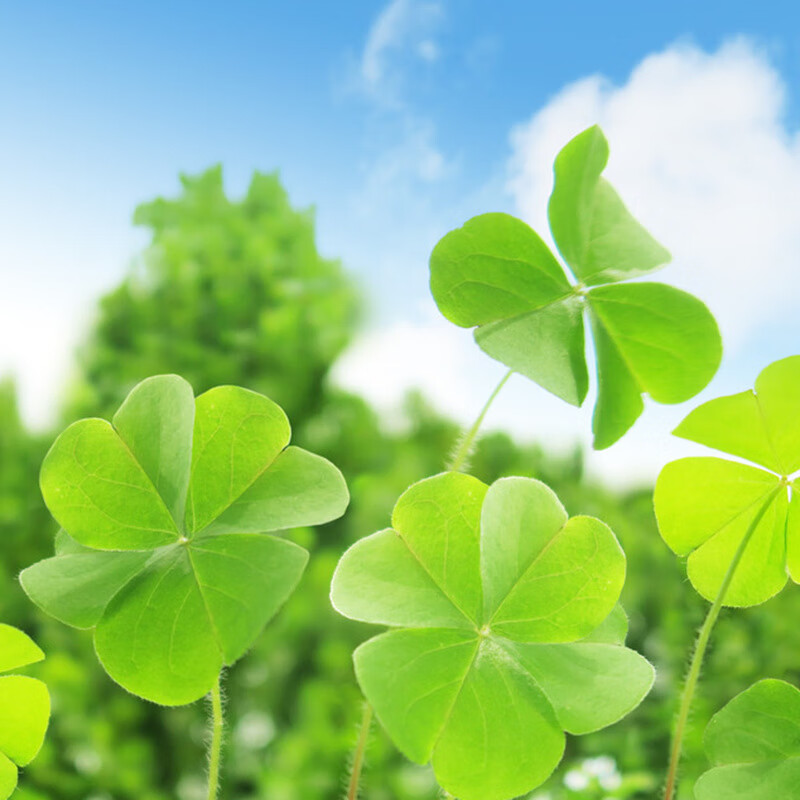 进口三叶草四叶草种子园林绿化庭院护坡草坪点缀草种幸运草花种籽
