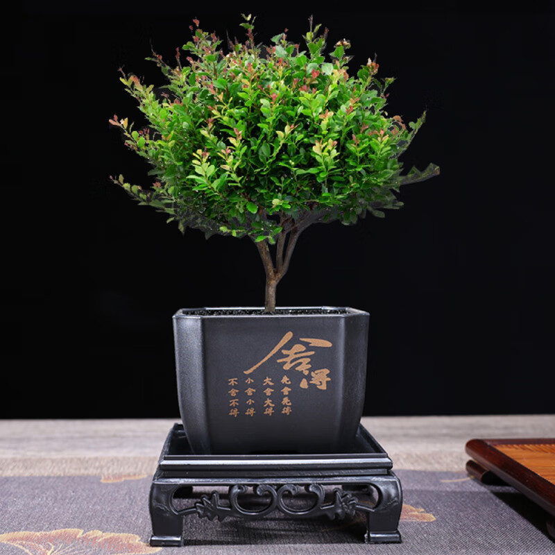 幼薇小叶赤楠盆景摆件办公室桌面绿植花卉好养盆栽植物基地源头直发 小叶赤楠+舍得PVC盆+方形底盘 带盆栽好