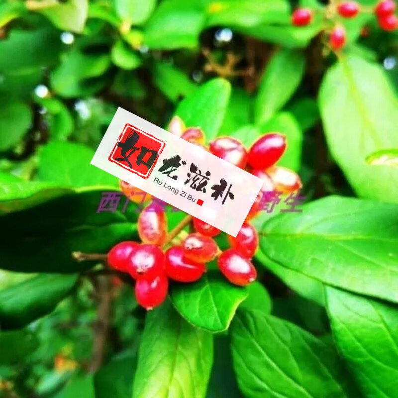 野金佛山荚蒾 檕迷 檕蒾 羊屎豆 羊屎头果 实 枝叶 树根 新鲜现采