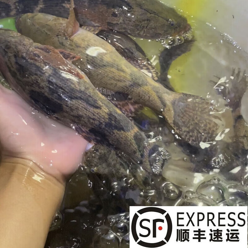 够印顺丰速运天然笋壳鱼现杀现发老头鱼真空袋打包发货 笋壳鱼(10-20