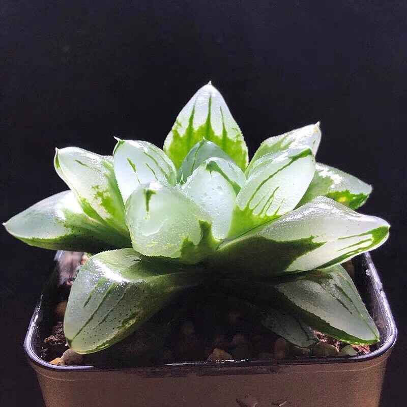 玉露多肉植物带盆蓝镜玉露办公室桌面盆栽植物花卉 冰城寿(9cm大颗)