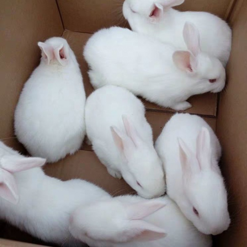 活兔子兔子幼崽家养兔宠物兔肉兔小白兔健康好养活繁殖力强 新西兰