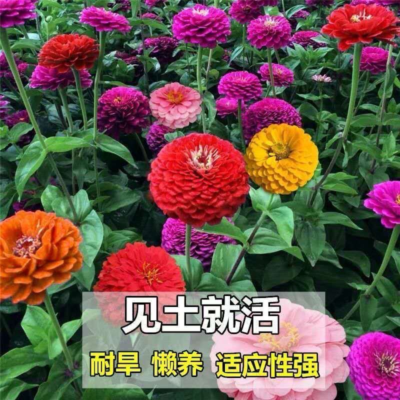 萌蕴(mengyun) 百日草花种子四季易活开花不断播种太阳多色百日菊花卉