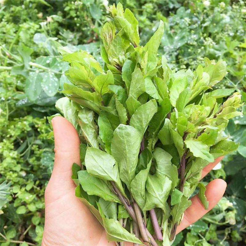 骄瑰 精选品质 湖北农村春季野菜新鲜枸杞嫩芽枸杞叶菜新鲜现摘现发2