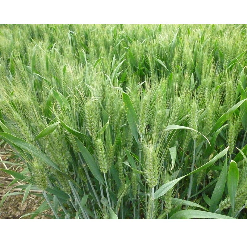 红人迷强筋小麦种子高产小麦种子抗倒大穗原种 烟农19 五斤