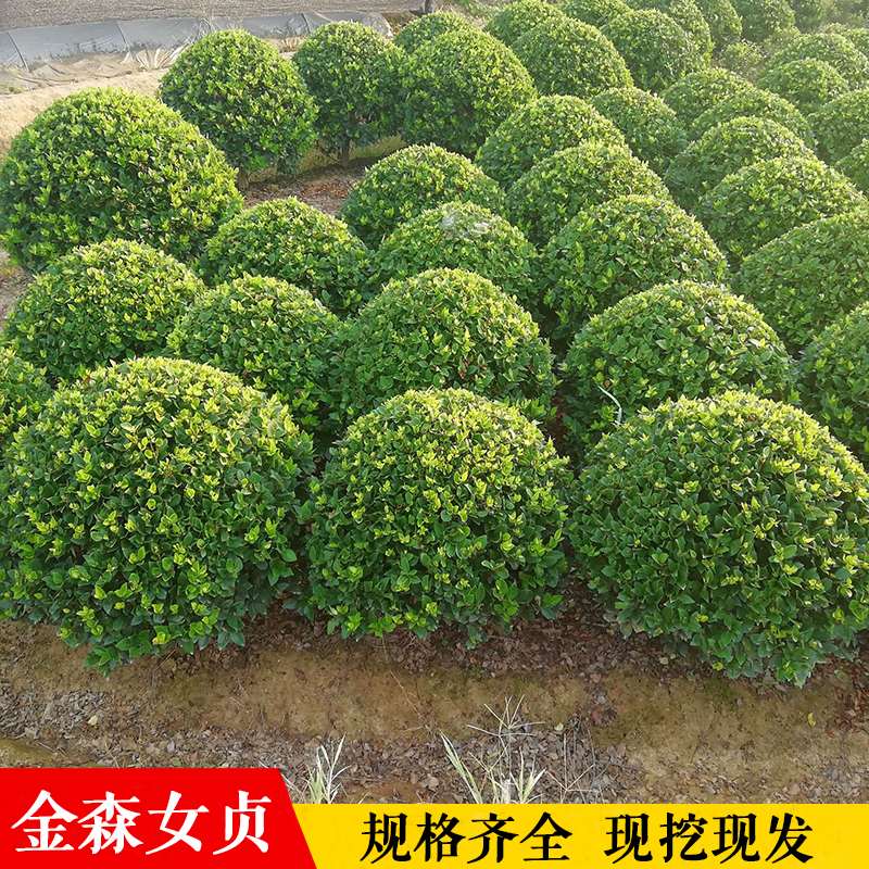 金森女贞树苗园林绿化庭院植物金叶女贞树苗金森女贞球形四季常青