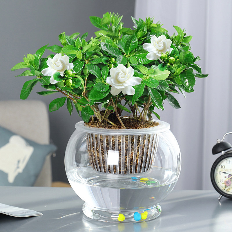 水培栀子花盆栽植物室内花卉大叶栀子花带花苞发货四季好养绿植 大号