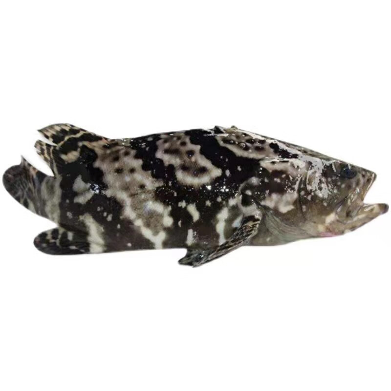 潮海堂海捕石斑鱼冷冻龙胆珍珠斑鱼斑鱼海鲜新鲜速冻可烤鱼生鲜鱼类海鲜 500g-600g/条（净重） 石斑鱼