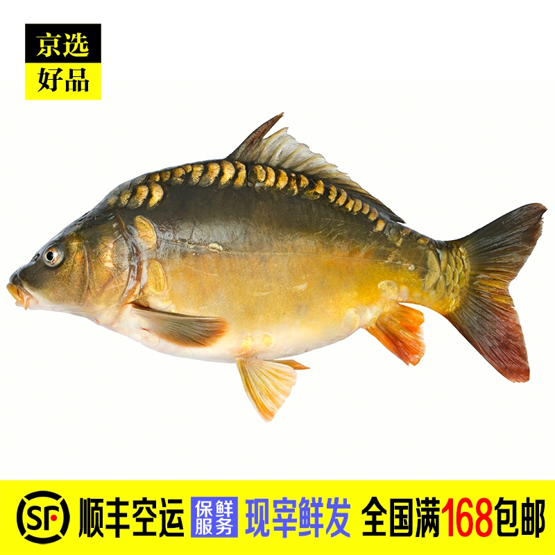 禾人生鲜鱼类 水库鱼 淡水鱼 新鲜 三道鳞三道鲤 重3-4斤1条