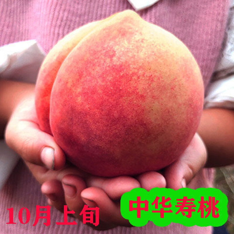 冬桃黑桃黄桃树苖 果树苗 中华寿桃 4年苗 当年结果