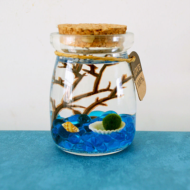 卉双marimo幸福海藻球生态瓶球藻微景观diy水培植物盆栽创意生日礼物