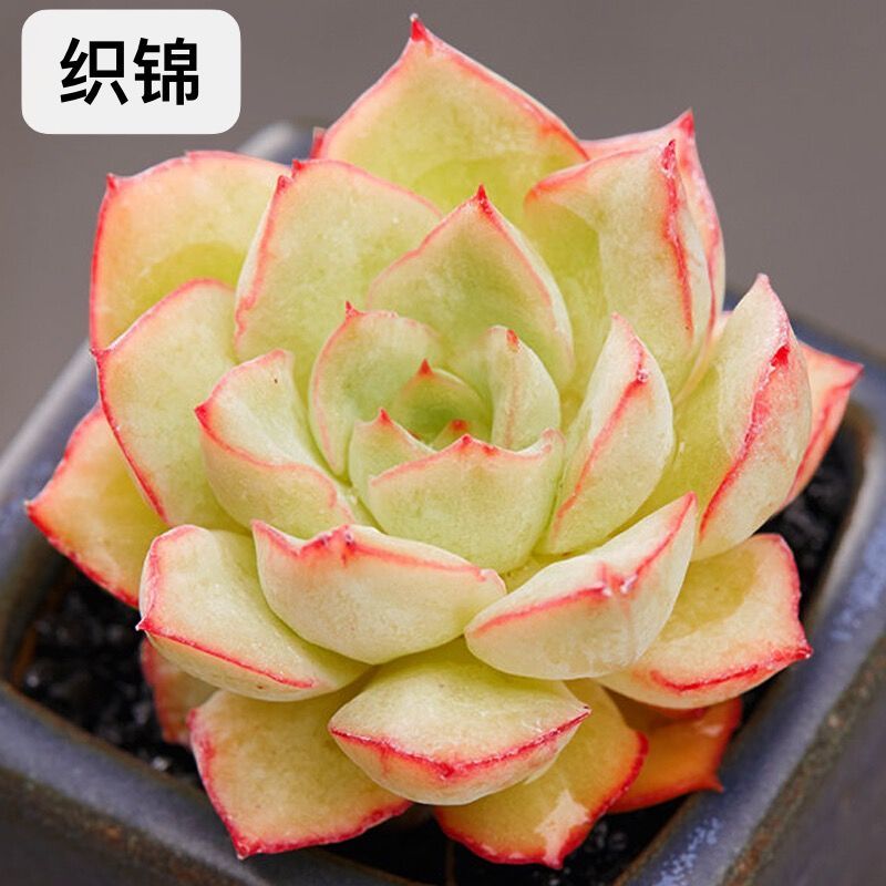 多肉植物室内好养贵货精品含盆含土绿植小盆栽植物办公室阳台 织锦 不
