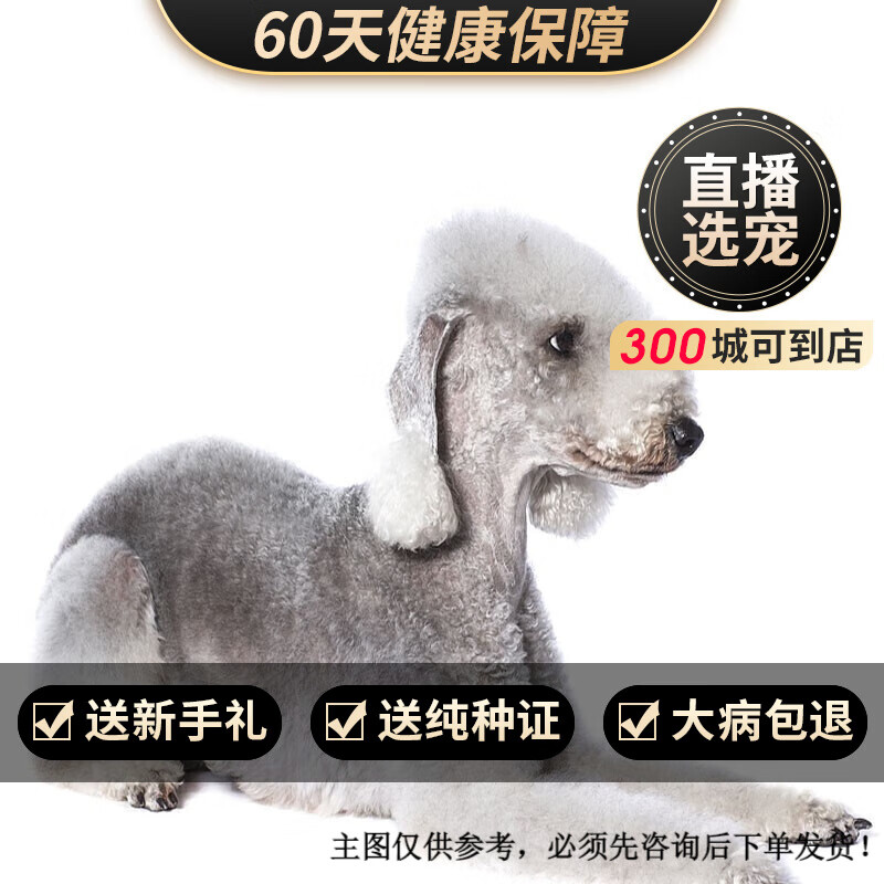 玄宠贝灵顿梗幼犬幼崽纯种宠物狗狗贝灵顿活体活物 宠物级 公