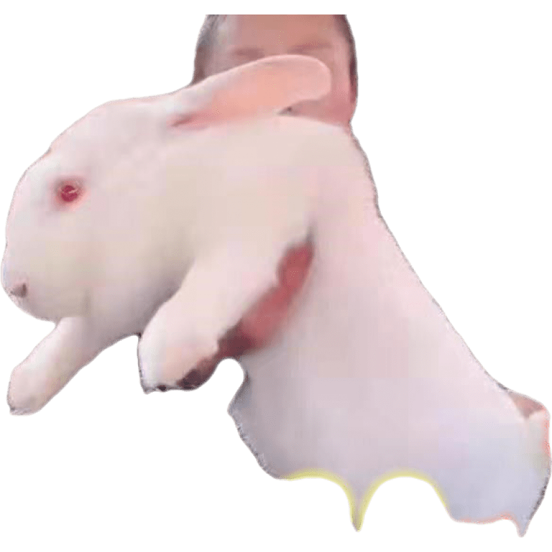 家养兔子活兔批发兔子苗一对可繁殖肉兔子活物比利时活体兔子幼崽 大型.黄兔 2只(1公1母)