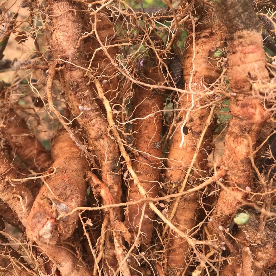 野生新鲜含羞草 红骨含羞草根 红茎骨感应草怕羞草根 纯根500克