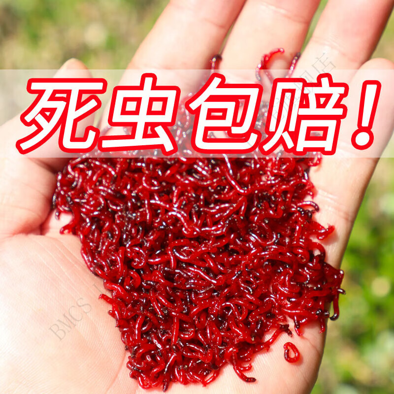 【官方精品】天元旗舰红虫虾肉大爆炸红虫活饵鲜活虫