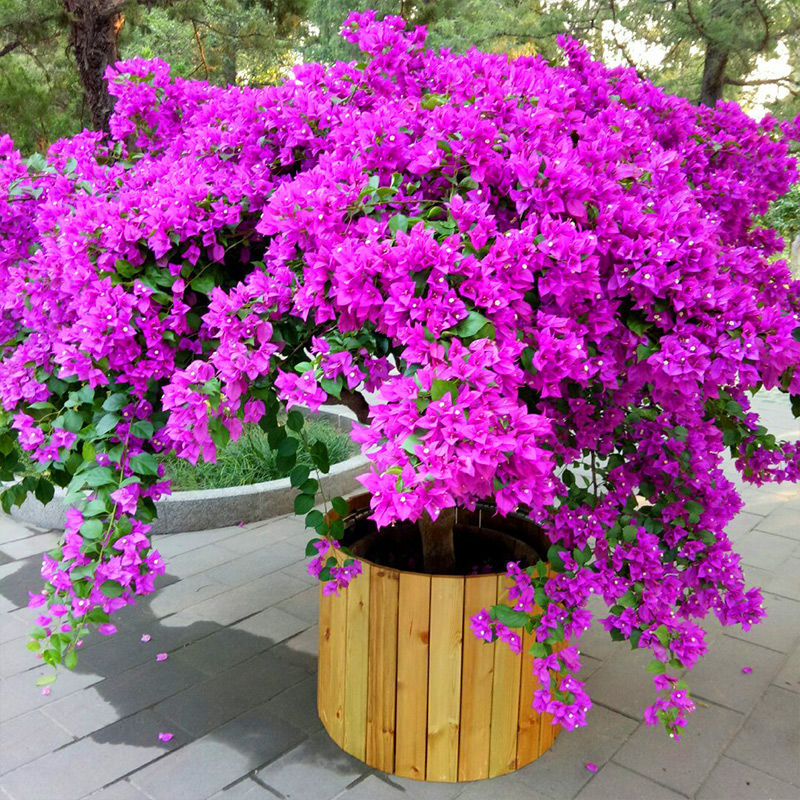 盆栽室内阳台爬藤植物勒杜鹃花苗重瓣三角梅大苗庭院花卉盆景 玫红色