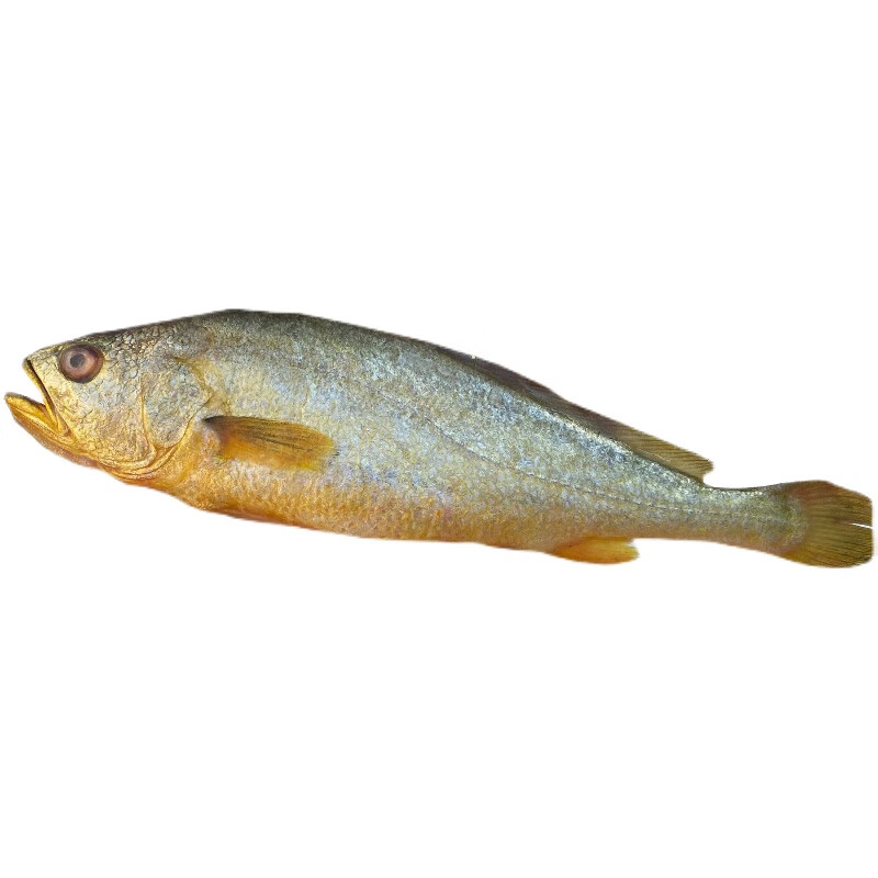 果亦橙新鲜大黄花鱼海鲜鲜活大黄鱼冷冻海鱼海鲜水产生鲜