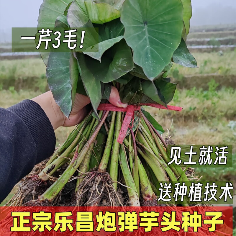 禾之润广东韶关乐昌大炮弹水芋头种子植苗香芋本地现挖新鲜易活大个 0