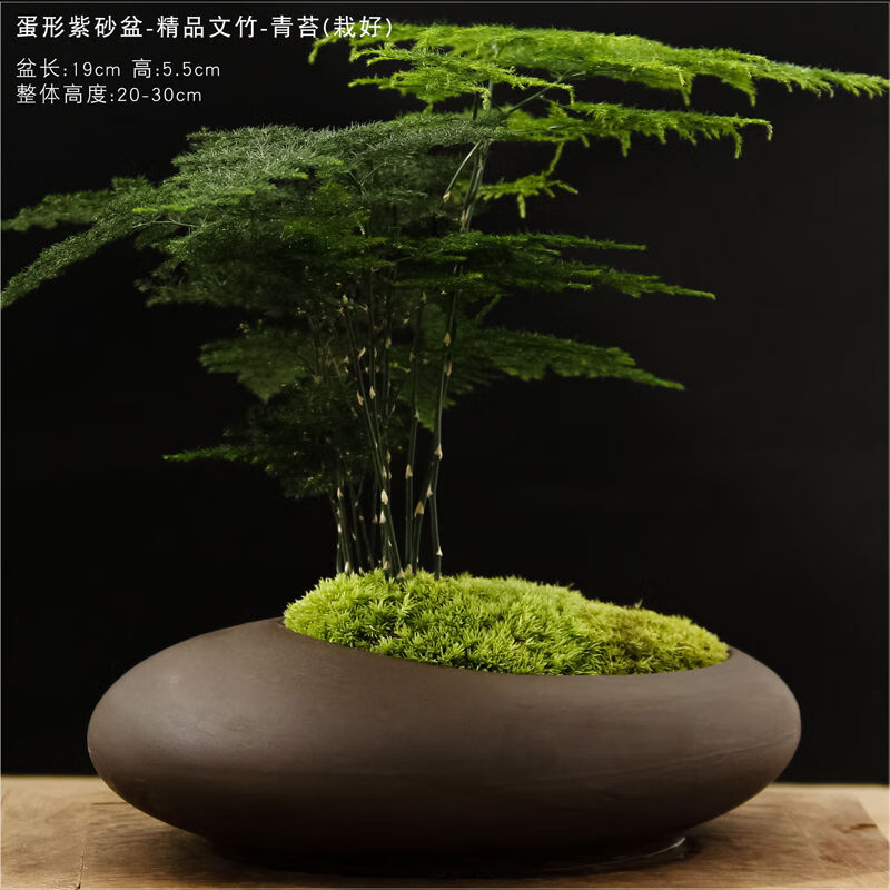 削尼克斯矮生密叶文竹绿植小盆栽桌面摆件紫砂盆景办公室带盆栽好