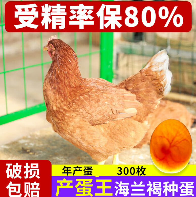 宝诺滋纯种海兰褐鸡种蛋散养土鸡伊莎种蛋受精蛋可孵化高产红皮蛋 10