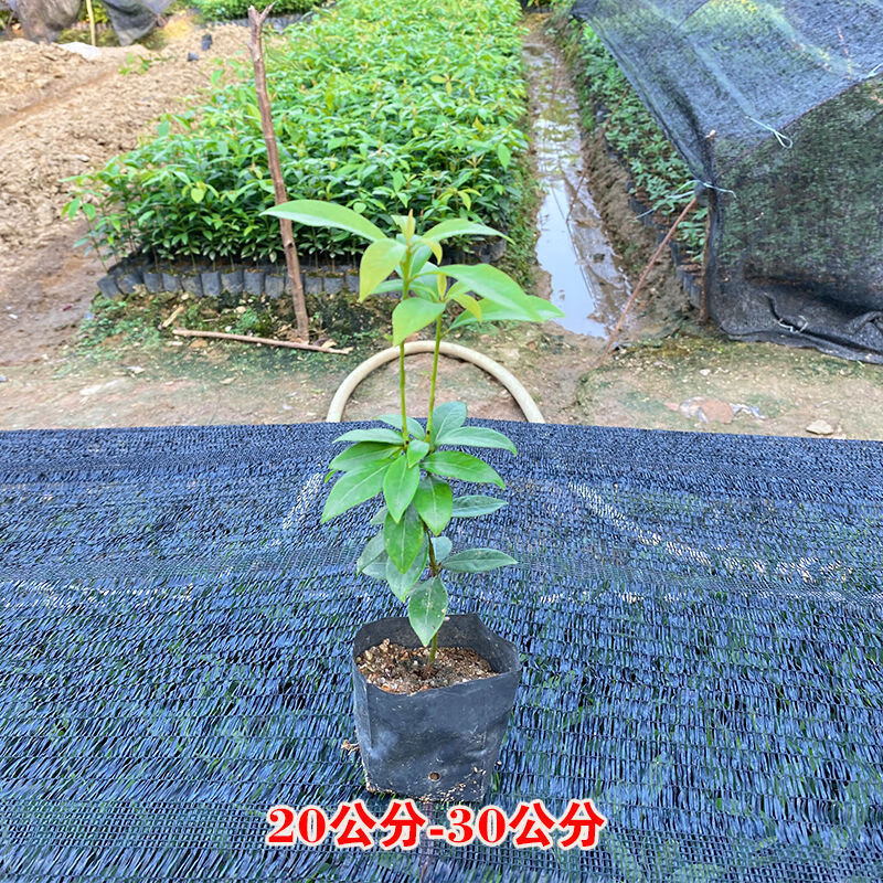 楠木树苗原生苗金丝楠木大树苗小叶桢楠树苗 金丝楠木20一30 (5棵)