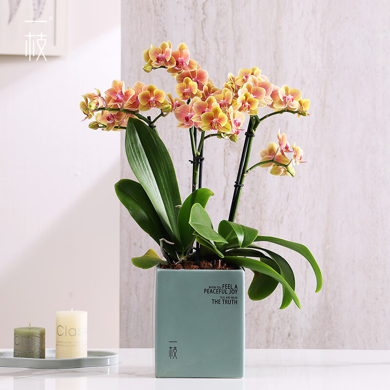 花卉历史价格在线查询|花卉价格历史