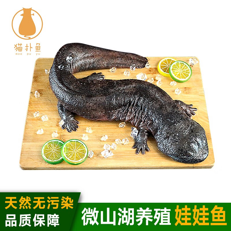 猫扑鱼(mao pu yu)微山湖养殖娃娃鱼 大鲵  活鱼现杀 养殖娃娃鱼三斤