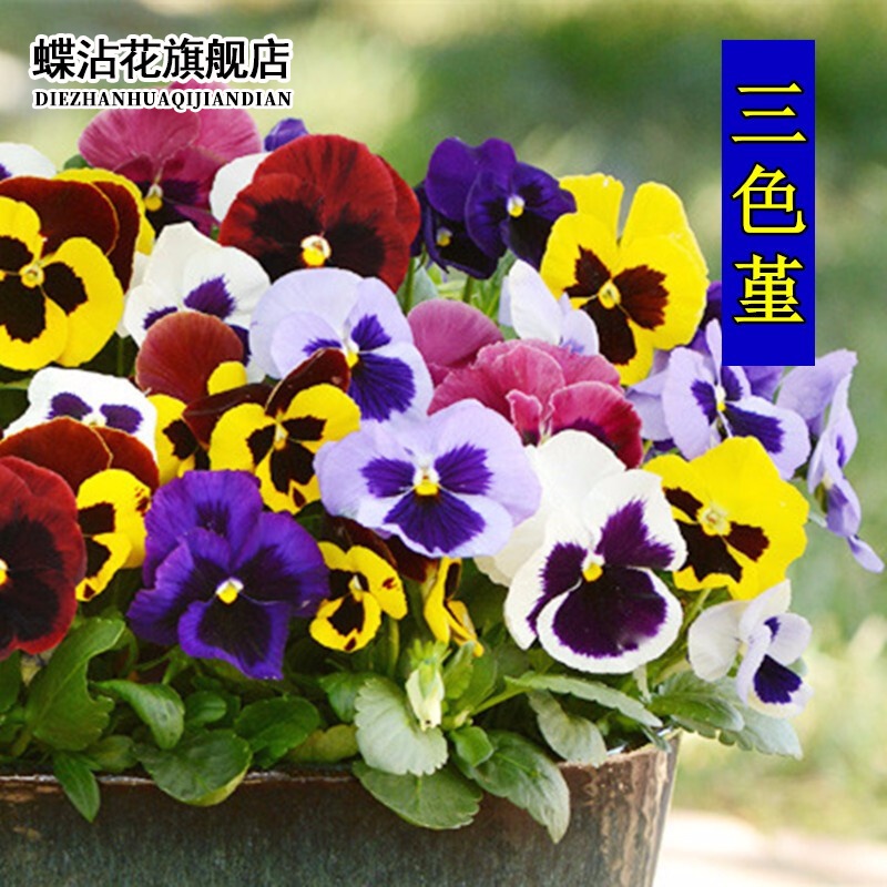 京东花草林木类历史价格在哪里找|花草林木类价格走势图