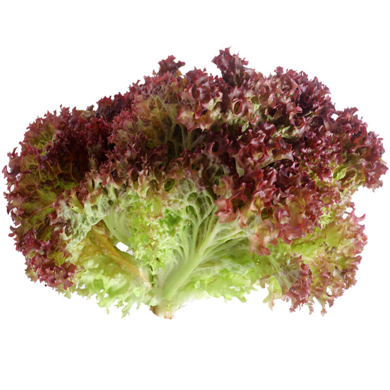 紫叶奶油罗马阳台四季盆栽紫色蔬菜孑籽种菜籽紫 紫叶生菜约2000粒