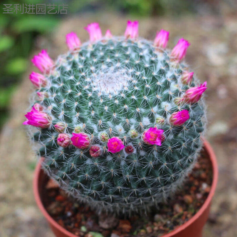 懿儱佩玉翁仙人球植物帶盆會(huì)開花帶盆玉翁仙人掌多肉植物盆栽好發(fā)貨 玉翁 一年約6-7CM 裸根不帶土