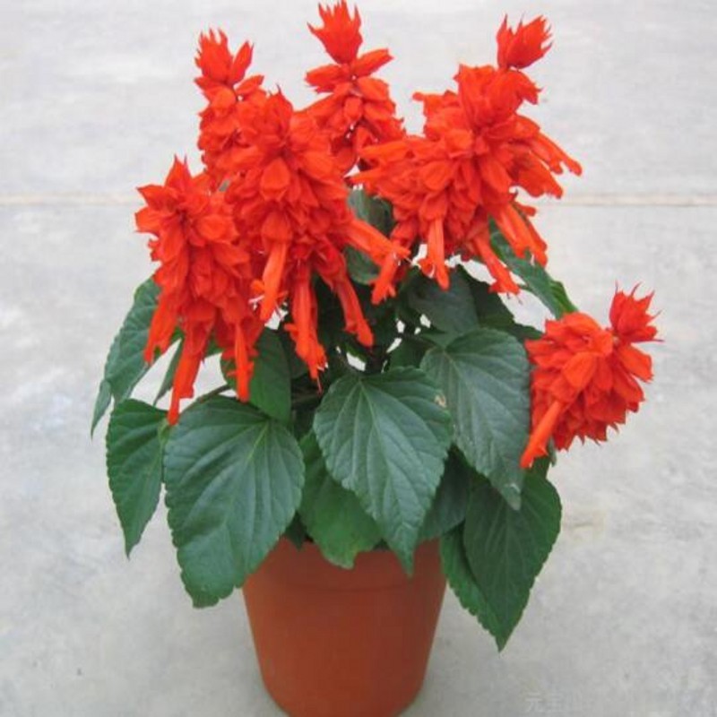 一串红种子 爆仗红 象牙红 矮串红 高串红种子四季播易种耐寒花卉种子